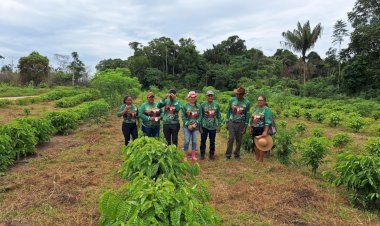Em Guajará, Idam organiza capacitação para o cultivo de café por estaquia