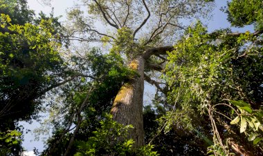 Especialistas esclarecem mitos e verdades sobre a importância da Amazônia para equilíbrio ambiental e bem-estar de populações locais