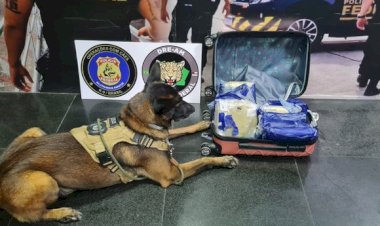 PF prende passageira com cerca de 9 kg de skunk no aeroporto de Manaus