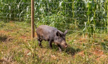 Milho em risco: javaporcos ameaçam lavouras em pleno período de festas juninas
