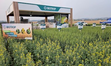 Cultivo de canola cresce no Sul e insumos biológicos impulsionam produtividade