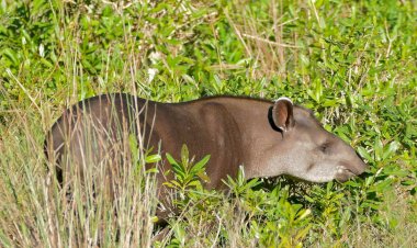 Anta, a jardineira das florestas: estudo da Univates e da UFRGS aponta que animais aceleram regeneração florestal ao espalhar sementes que a germinam mais rápido
