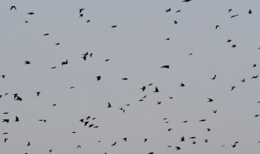 Radar meteorológico flagra espiral de 422 mil andorinhas sobre a Amazônia