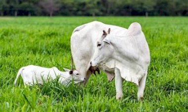 Nutrição da vaca durante a gestação define o desempenho produtivo da cria