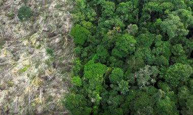 Em 40 anos, Amazônia perdeu área de vegetação do tamanho da França