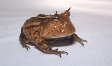 Anfíbios do Médio Solimões são protagonistas de evento científico apoiado pelo Governo do Amazonas