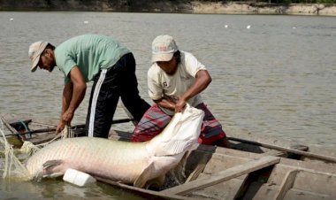 Pesquisa inédita com genoma protege espécies de peixes da Amazônia