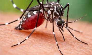 Período chuvoso reacende alerta para o avanço da dengue