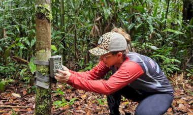 Sema instala câmeras trap em Unidades de Conservação da BR-319 para fortalecer monitoramento da fauna