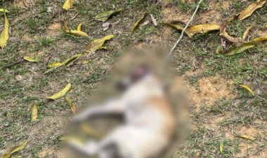 Operação Patas Protegidas: Polícia Civil prende mulher pelo crime de maus-tratos contra duas cadelas em Manaus