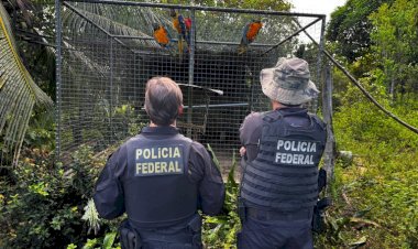 PF combate organização criminosa de tráfico de animais silvestres