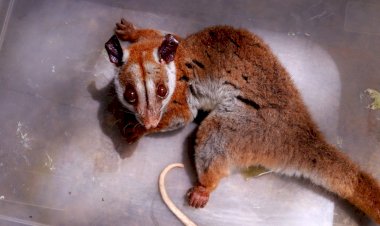 Aparecimento raro: cuíca-lanosa ferida é resgatada pelo Ipaam no bairro Chapada