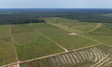 Operação Tamoiotatá 6: Segunda etapa é concluída com mais de R$ 32 milhões em multas por infrações ambientais
