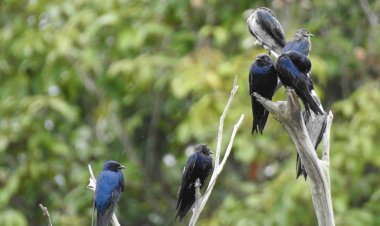 Aves migratórias utilizam o Amazonas como rota de passagem, alerta Ipaam