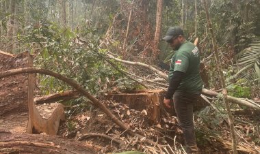 Ipaam encerra período de Defeso Florestal 2026 nesta sexta-feira em todo o estado