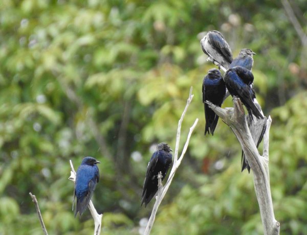 Aves migratórias utilizam o Amazonas como rota de passagem, alerta Ipaam