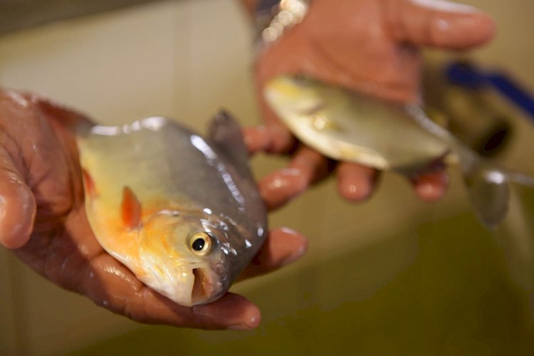 Novos acordos de pesca no Juruá e RDS Rio Amapá beneficiam mais de 3,7 mil familias do Amazonas