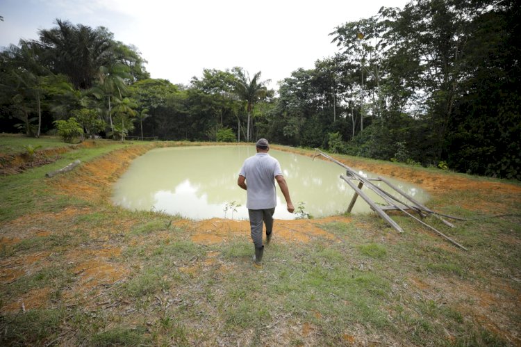 Incentivo à piscicultura beneficiou mais de 2,8 mil produtores com alevinos e pós-larvas no Amazonas