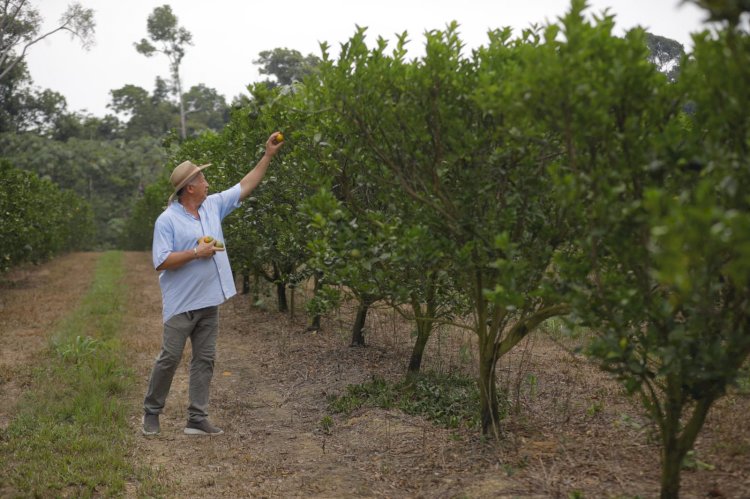 Amazonas investe na expansão da produção regional de laranja e limão