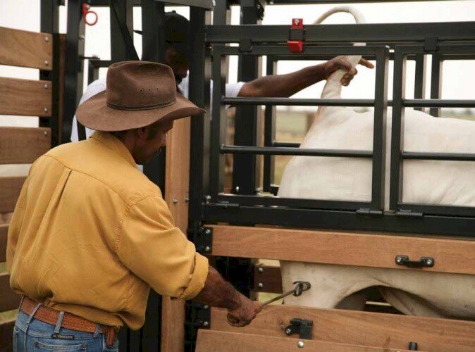 Marcação de animais a ferro quente pode ser proibida