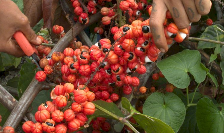 Produção de guaraná de Maués alia tradição e qualidade na Amazônia