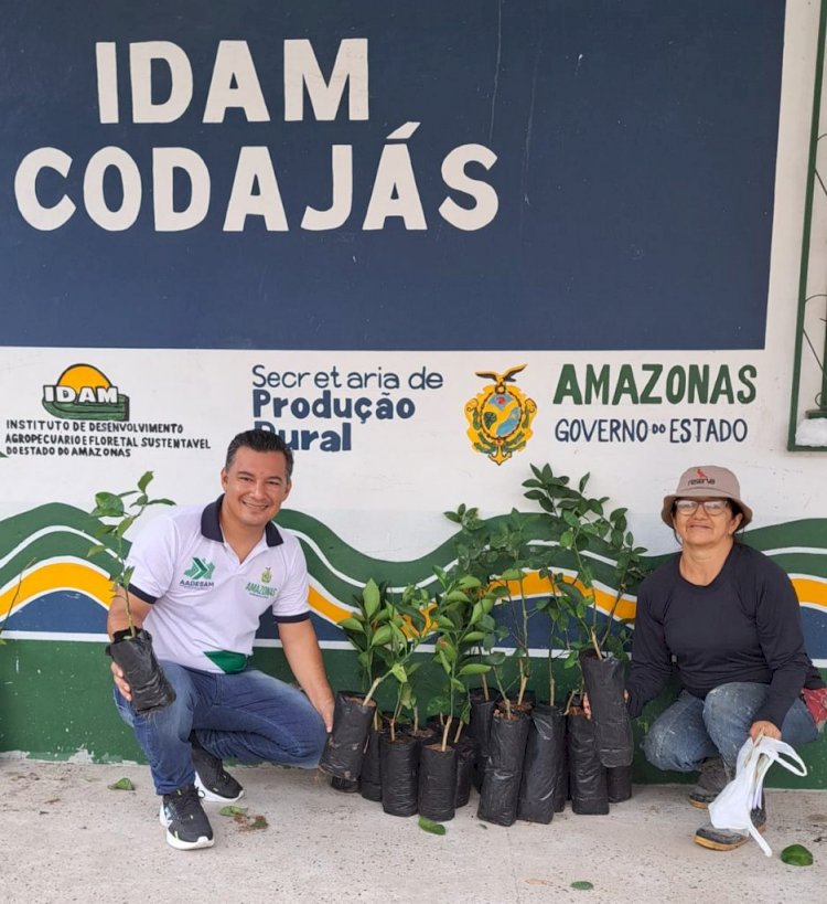 Idam fomenta a agricultura familiar em Codajás com distribuição de mudas de citros