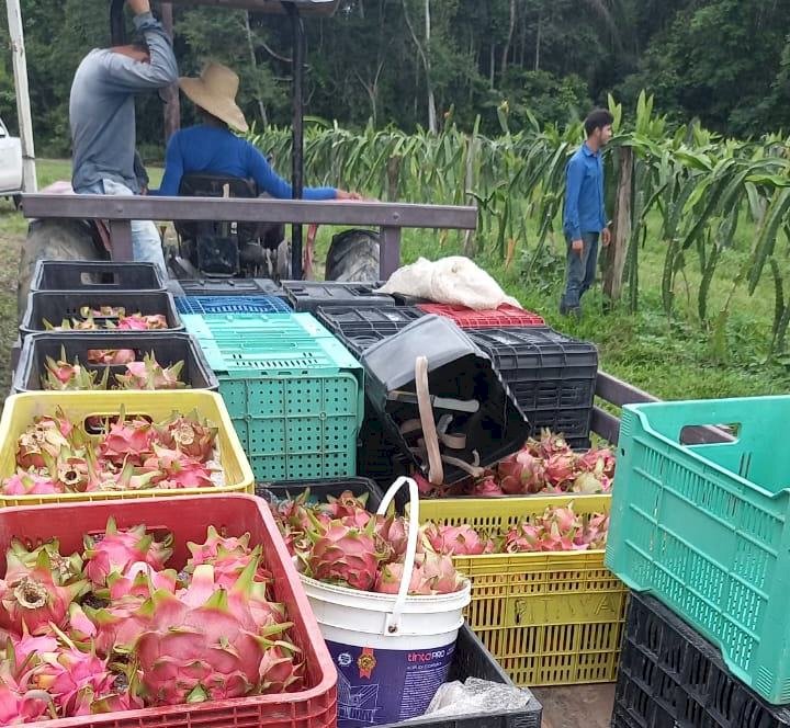 Dia de Campo da Pitaya, em Manaus, atende a uma alta demanda por informações da nova cultura