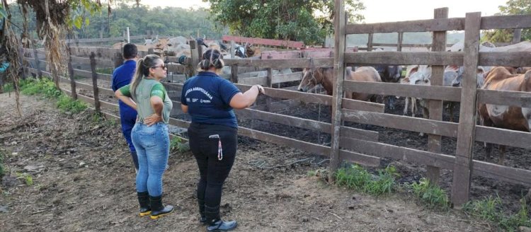 Adaf determina obrigatoriedade de vacinação contra a raiva dos herbívoros em três municípios