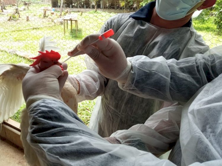 Adaf reforça medidas de vigilância contra influenza aviária