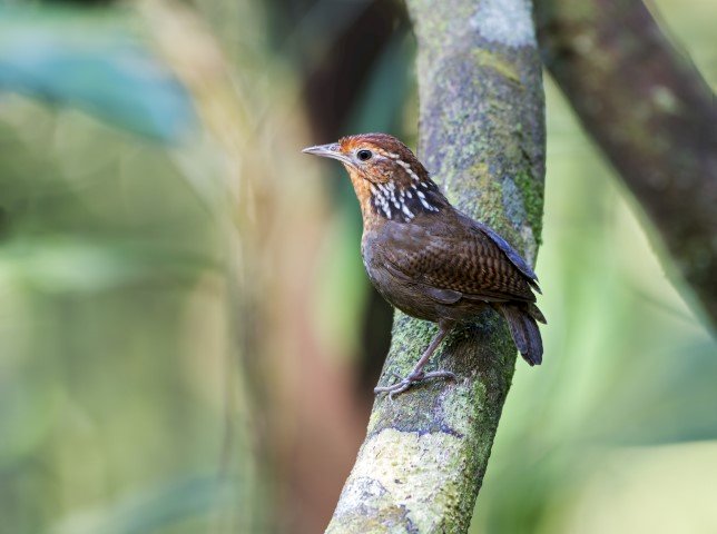 Birdwatching: Observação de pássaros promove ecoturismo no Amazonas