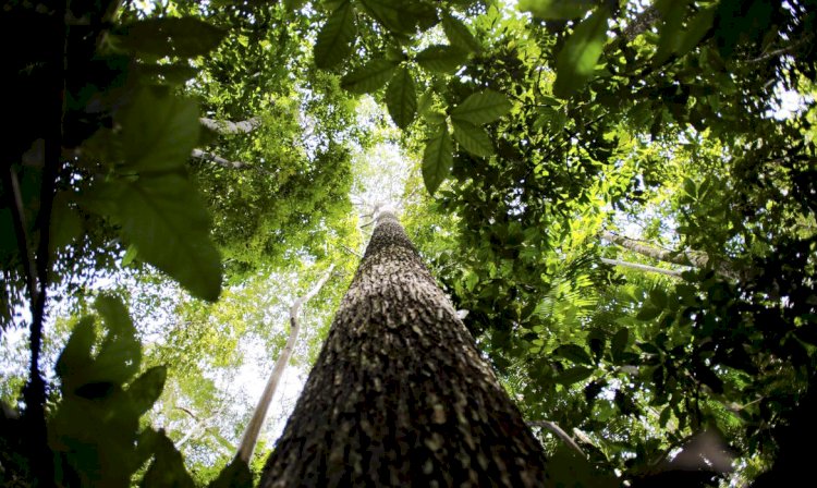 Manaus sedia primeira edição da Glocal Amazônia