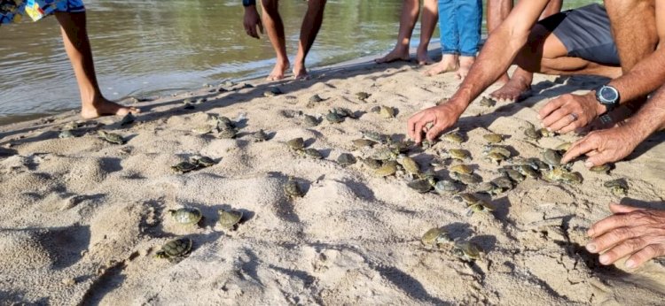 População de quelônios soltos na Reserva Extrativista do Rio Gregório aumenta 99%, em seis anos