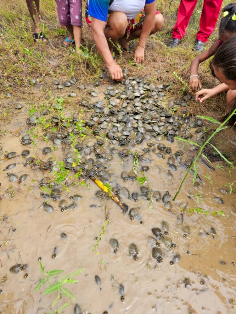 Em trabalho comunitário, mais de 800 filhotes de quelônios são devolvidos à natureza na RDS Rio Madeira