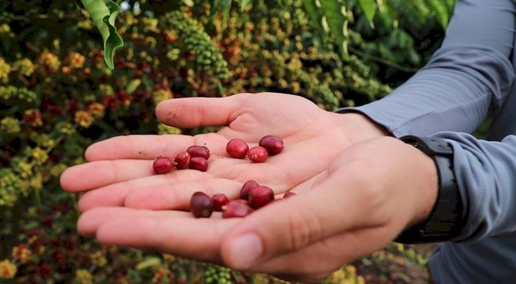 Idam abre inscrições para curso de “Tecnologia de Manejo para o Café Robustas Amazônica”