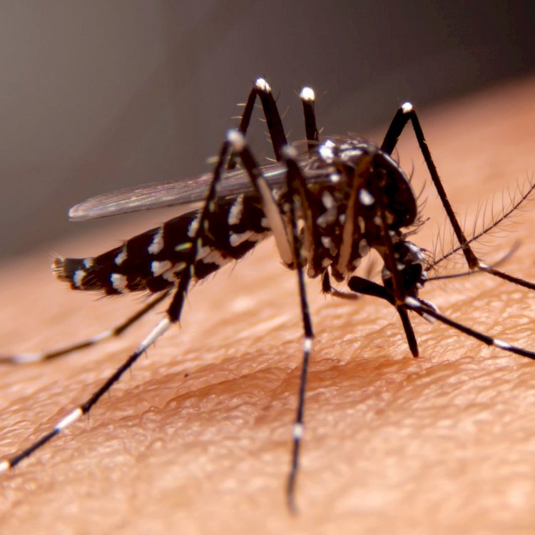 Especialista da Wyden esclarece mitos e verdades sobre o mosquito da dengue