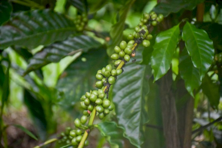 Agricultores da Vila de Lindóia são beneficiados com seis mil mudas de café por meio de emenda parlamentar do deputado João Luiz