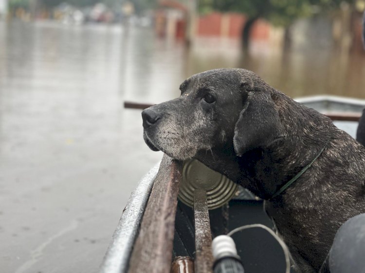 ‘Doguinho do telhado’ é resgatado pela equipe da Comissão de Proteção dos Animais da Aleam, no Rio Grande do Sul