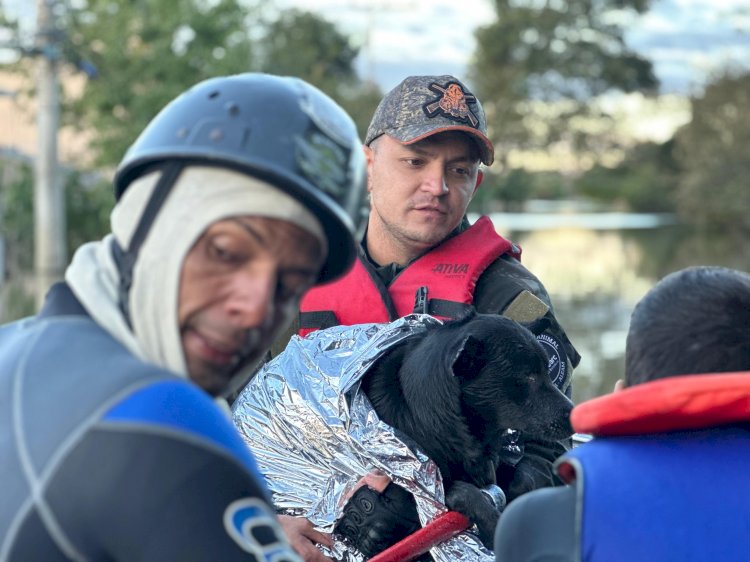 Equipe da Comissão de Proteção aos Animais da Aleam resgatou 500 animais, após 10 dias de atuação no desastre do Rio Grande do Sul