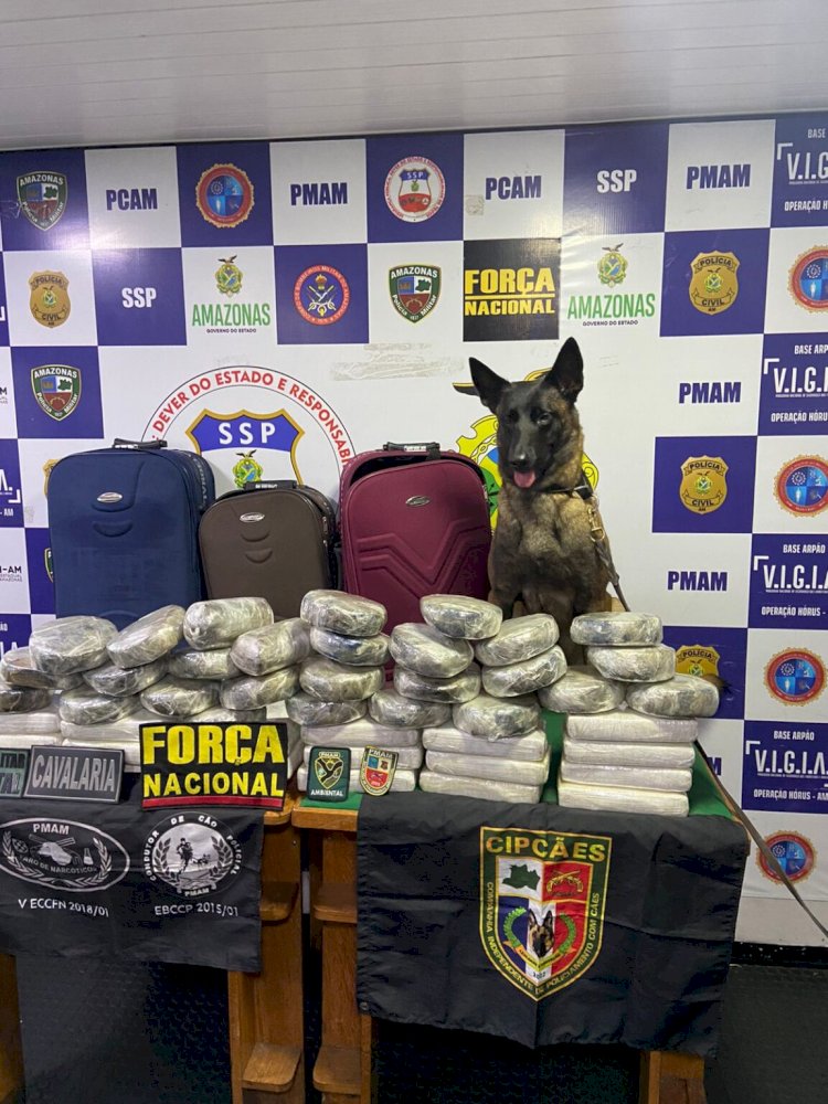 Cães de faro para narcóticos auxiliam na apreensão de mais de meia tonelada de drogas em quatro meses