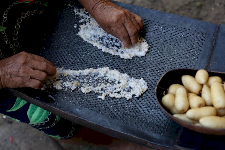 Ariá é alternativa de alimento e renda durante a seca da Amazônia