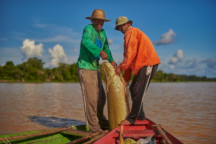 Feira do Pirarucu acontece sábado e domingo com a venda de cinco toneladas do pescado