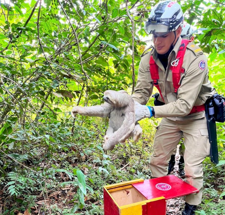 Em Manaus, Corpo de bombeiros já resgatou mais de 500 animais neste ano