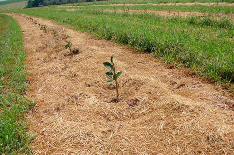 CAE vota mais recursos para crédito à agricultura familiar