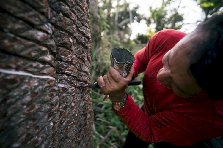 Lançamento de cartilha sobre boas práticas do manejo da borracha nativa da Amazônia acontece nesta segunda