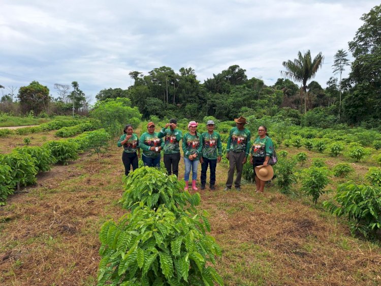 Em Guajará, Idam organiza capacitação para o cultivo de café por estaquia