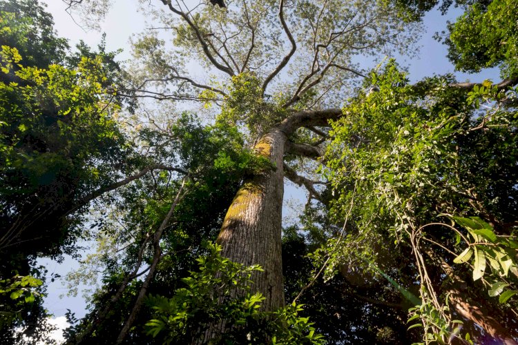 Especialistas esclarecem mitos e verdades sobre a importância da Amazônia para equilíbrio ambiental e bem-estar de populações locais