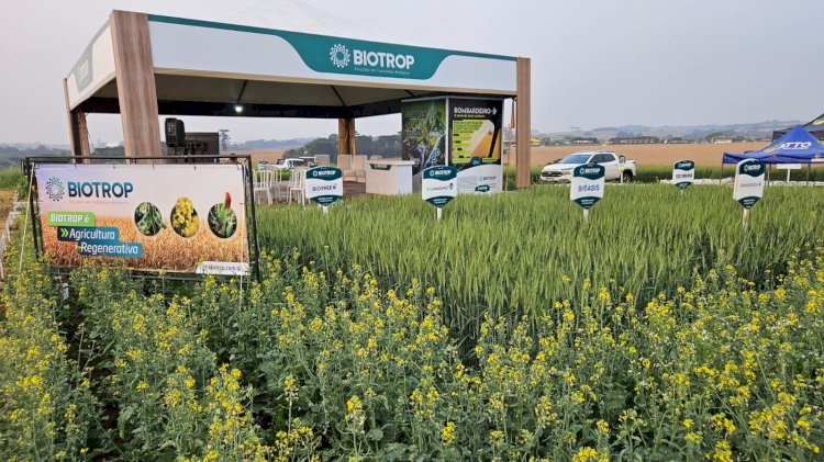 Cultivo de canola cresce no Sul e insumos biológicos impulsionam produtividade