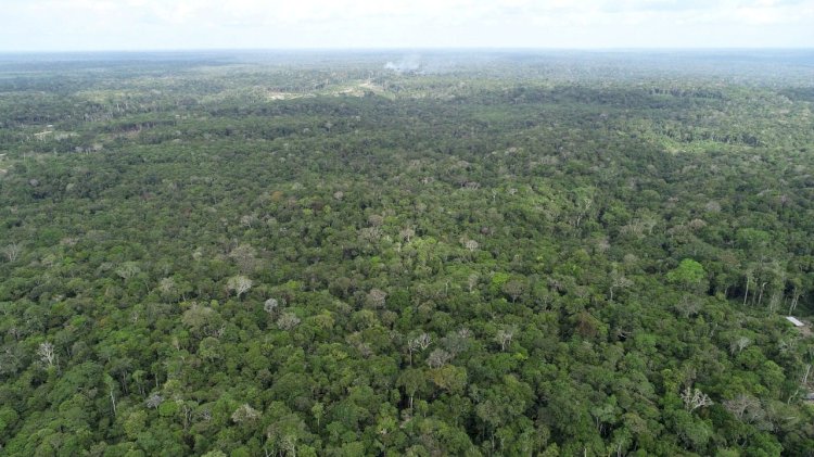 Ipaam registra queda de 52,46% no desmatamento e 64,72% nos focos de calor no mês de junho