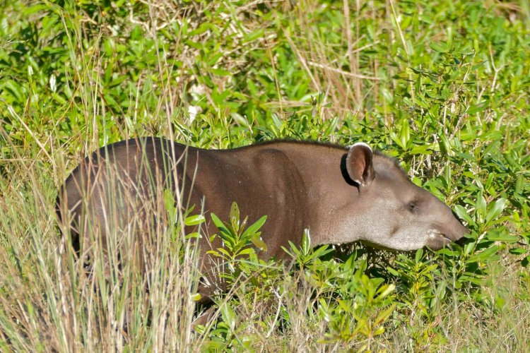 Anta, a jardineira das florestas: estudo da Univates e da UFRGS aponta que animais aceleram regeneração florestal ao espalhar sementes que a germinam mais rápido
