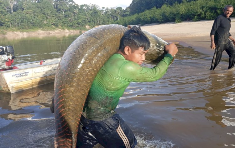Pirarucu manejado do Vale do Javari valoriza ribeirinhos e fortalece a economia em Atalaia do Norte